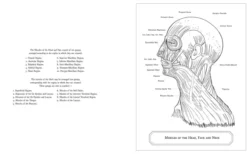 Gray's Anatomy Colouring Book