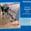 WeRateDogs 2027 Day-to-Day Calendar