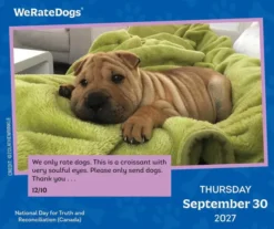 WeRateDogs 2027 Day-to-Day Calendar
